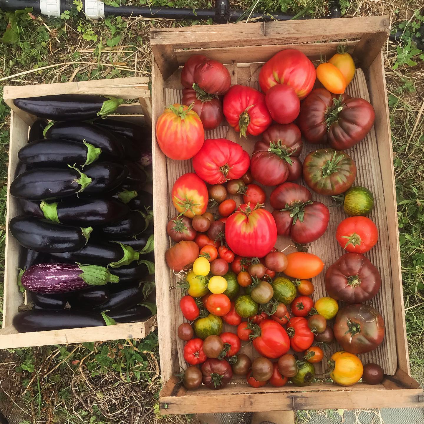 deux cagettes avec à gauche des aubergines, à droite des tomates