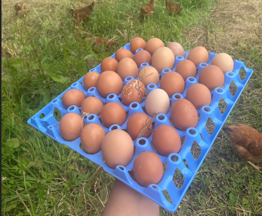 des oeufs